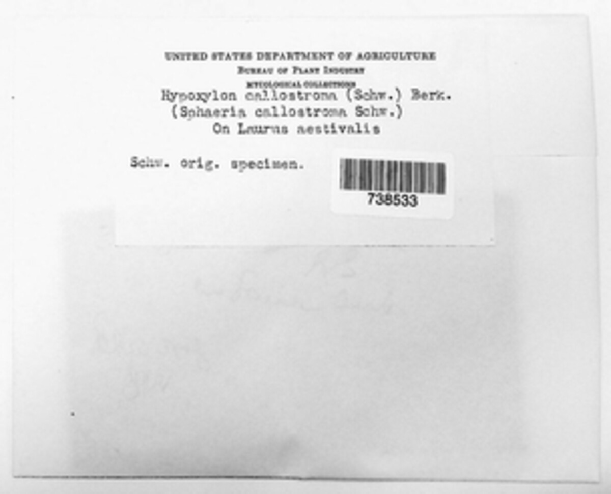 Lopadostomataceae image